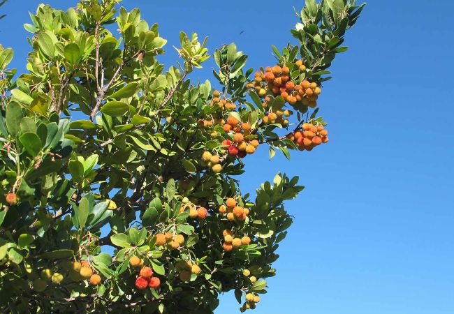 Villa en Mijas Pueblo - Mijas 003 Villa en Mijas Pueblo - Mijas 003